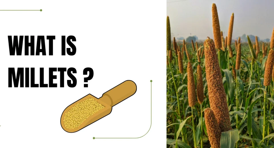 WHAT IS MILLETS