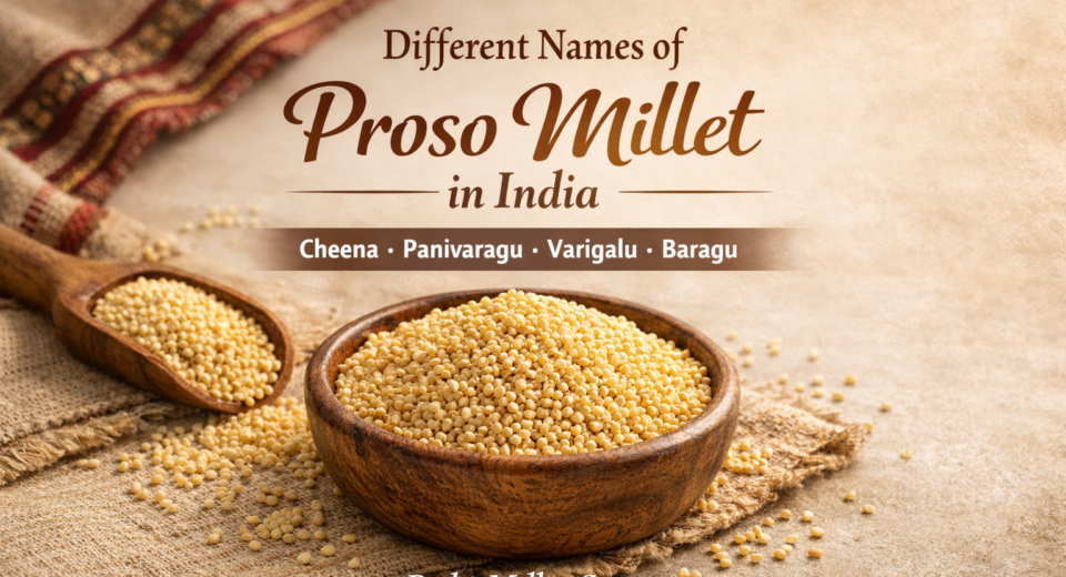 Proso millet grains in a wooden bowl showing different names like Cheena, Panivaragu, Varigalu and Baragu in India